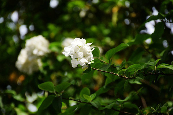 重慶市生態(tài)環(huán)境監(jiān)測(cè)中心打造“美麗水源E衛(wèi)士”系統(tǒng)：守護(hù)超大城市飲水安全防線